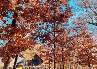 Imagine your dream wedding amidst rolling fields and fresh air. Our farm creates a magical atmosphere for your vows. This photo shows our beautiful barn tucked behind trees covered with fall leaves.