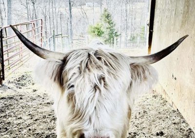 A Scottish Highland cow with long horns standing in a field at Disenhouse Farm, a wedding venue and Airbnb in Virginia.