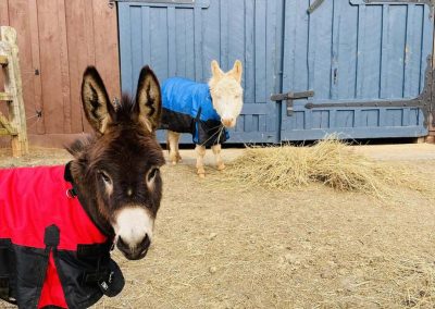 Margarita and Trooper are miniature donkeys living at a small barn wedding venue in Virginia.