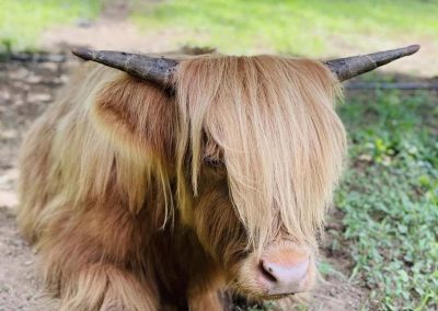 Rowdy a Scottish Highland cow with long horns laying on the farm in Lynchburg, VA.