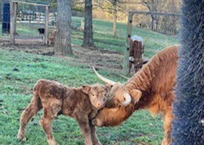 A Scottish Highland Cow snuggles its calf. Adult and baby Scottish Highland Cows join in on the wedding festivities at Disenhouse Farm in Lynchburg, VA.