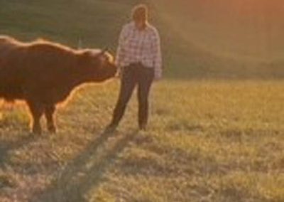 A friendly Scottish Highland Cow in a field in Virginia.