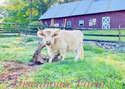 A Scottish Highland Cow grazes in the field at Disenhouse Farm and affordable barn wedding venue.